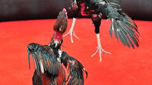 Cách Nuôi Gà Tre Đá Bo Lớn: Hướng Dẫn Chi Tiết