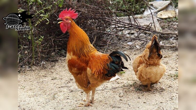 Các bệnh thường gặp ở gà đá – Đừng bỏ qua