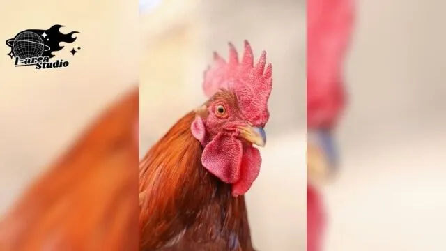 Gà tre đá hay nhất hiện nay – Bước vào đấu trường